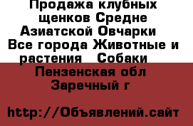 Продажа клубных щенков Средне Азиатской Овчарки - Все города Животные и растения » Собаки   . Пензенская обл.,Заречный г.